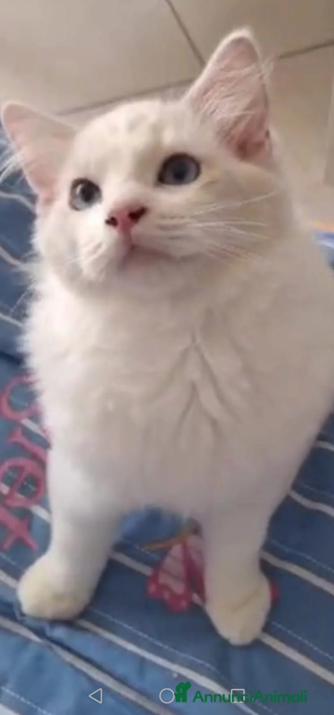 Ragdoll gatti in vendita: Ragdoll - Annuncio 2