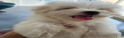 Maltese cani in vendita: Maltese - Annuncio 4