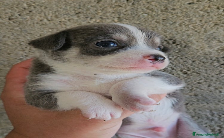 Chihuahua cani a Città metropolitana di Milano - Annuncio 6