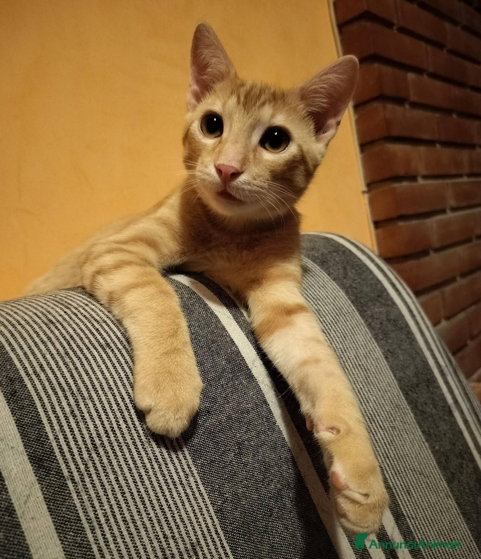 Meticcio gatti 6 mesi, sano, ok cani e gatti  - Annuncio 1