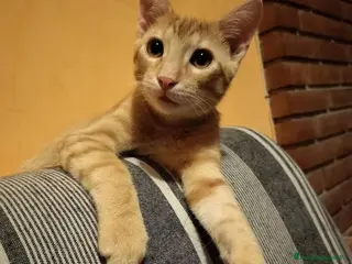 Meticcio gatti 6 mesi, sano, ok cani e gatti - Annuncio 4