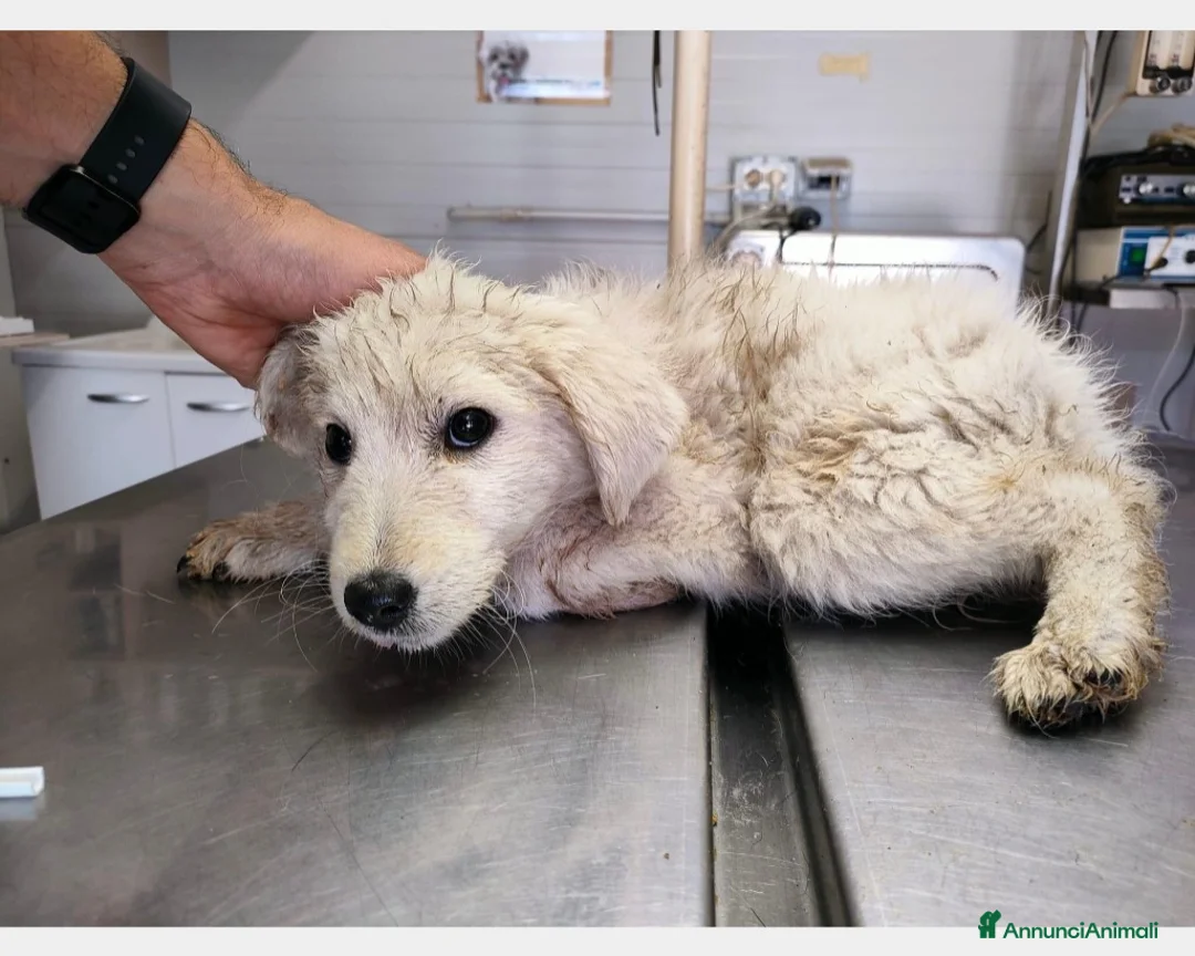 Pastore Maremmano cani in regalo: Splendide maremmanine! a Roma - Annuncio 2