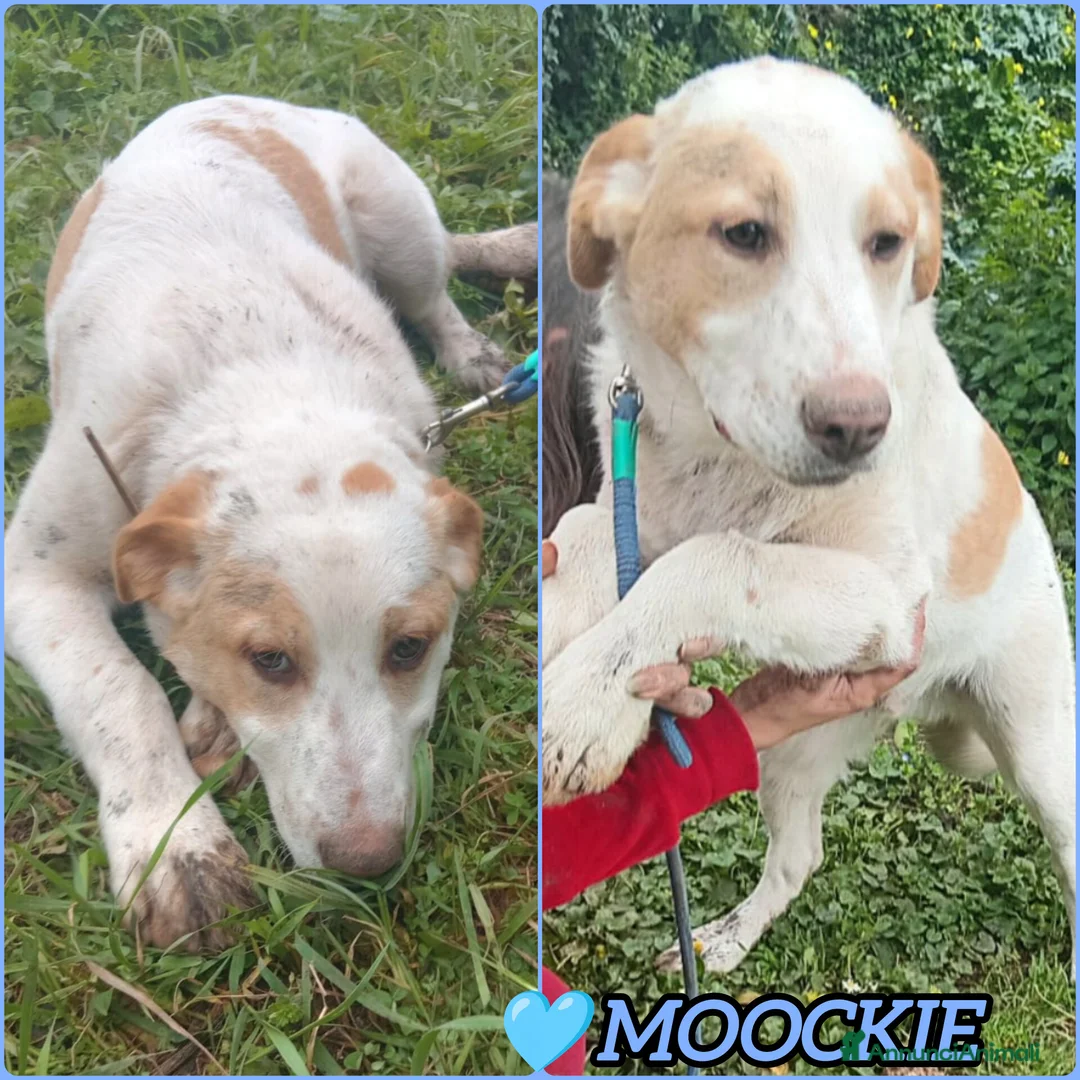 Meticcio cani in regalo: UNA MAMMA PER MOOCKIE - Annuncio 2