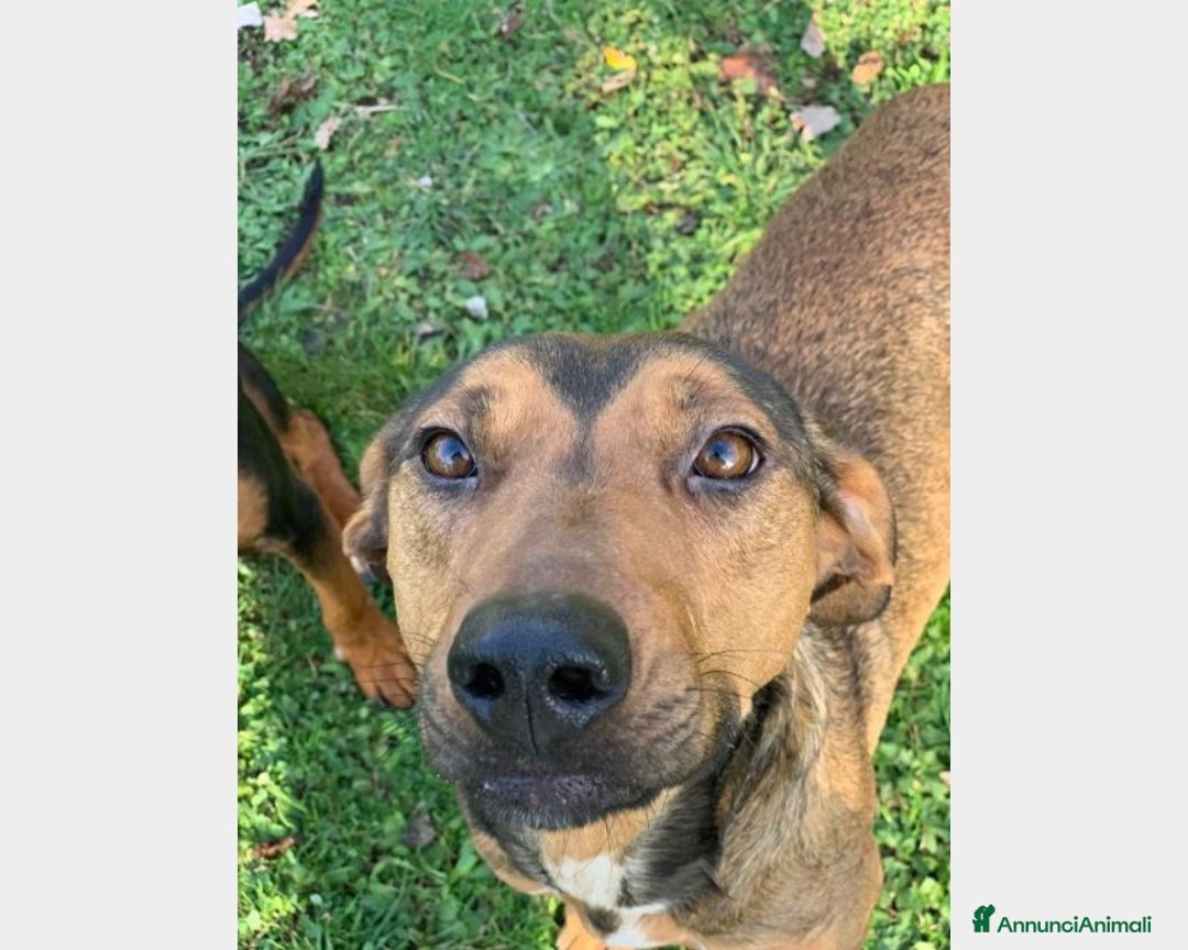 Segugio cani in regalo: 1 MIRACOLO X ROSY 3ANNI CON LEISHMANIA! ROMA a Milano - Annuncio 3