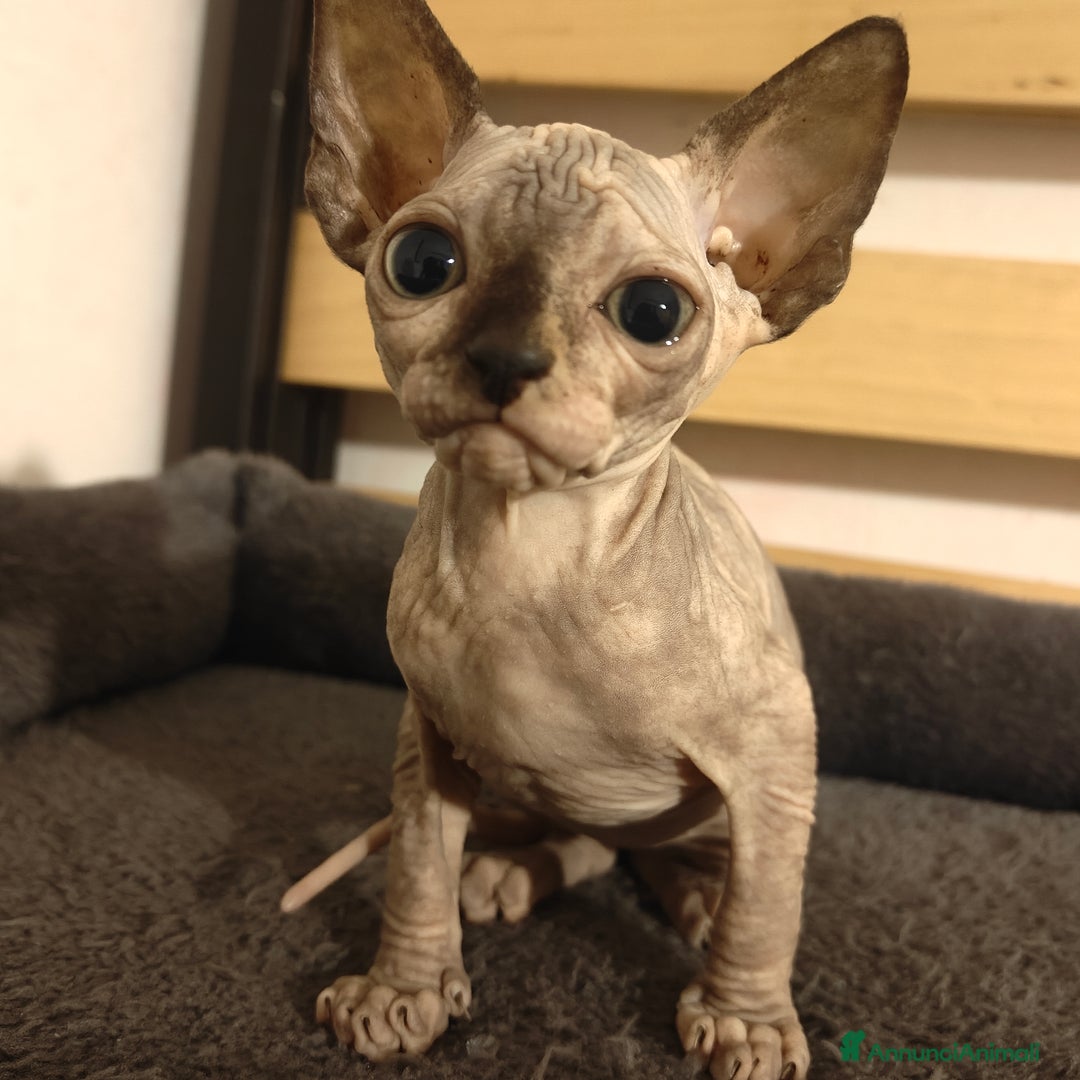 Immagine della galleria {{count}}