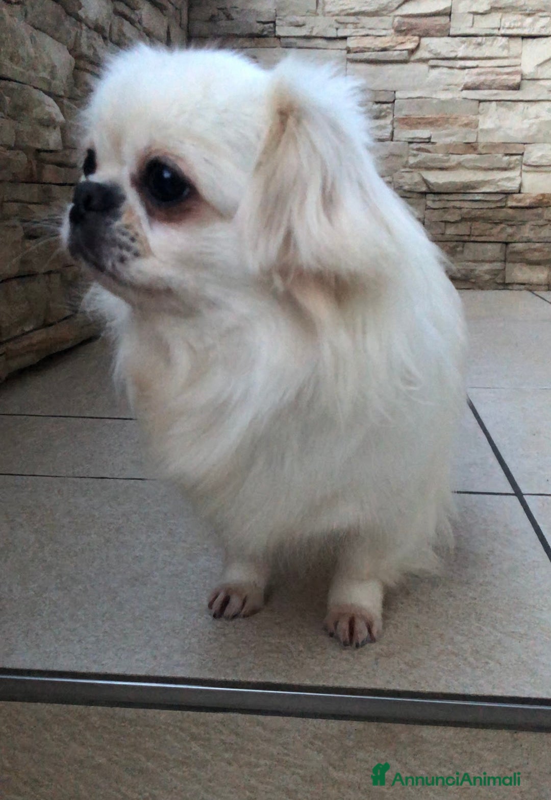 Chihuahua cani in vendita: Chihuahua femmina a pelo lungo  - Annuncio 10