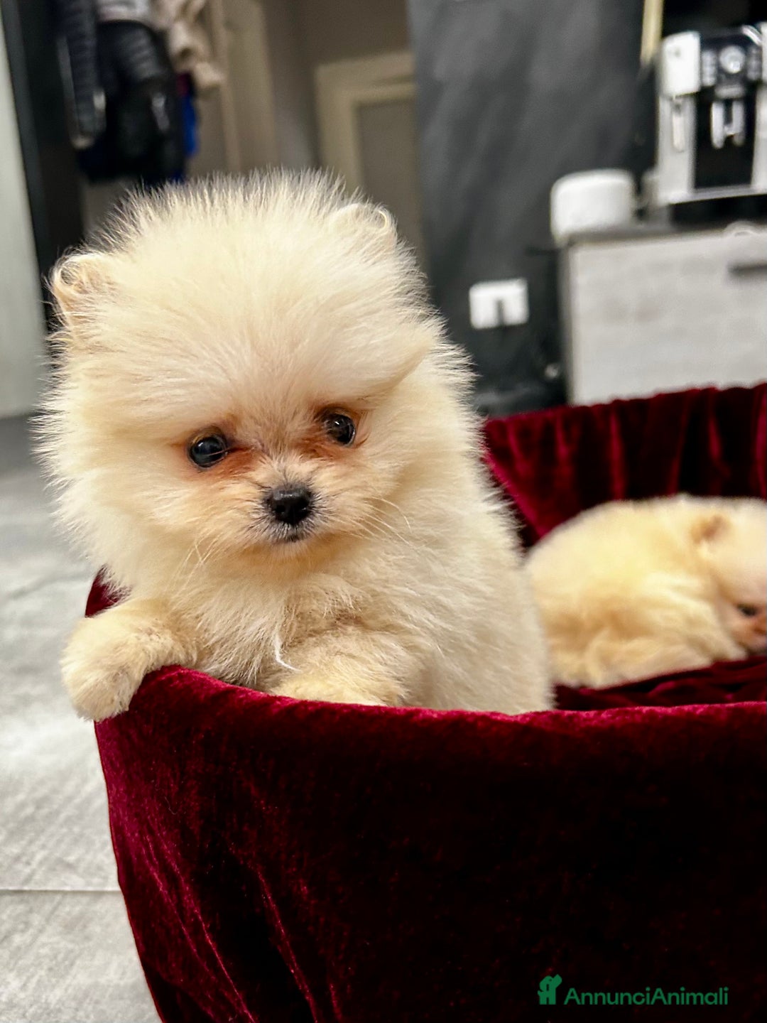 Spitz cani in vendita: Spitz tedesco nano - Annuncio 9