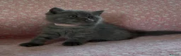 Scottish gatti in vendita: Scottish fold e straight  - Annuncio 15