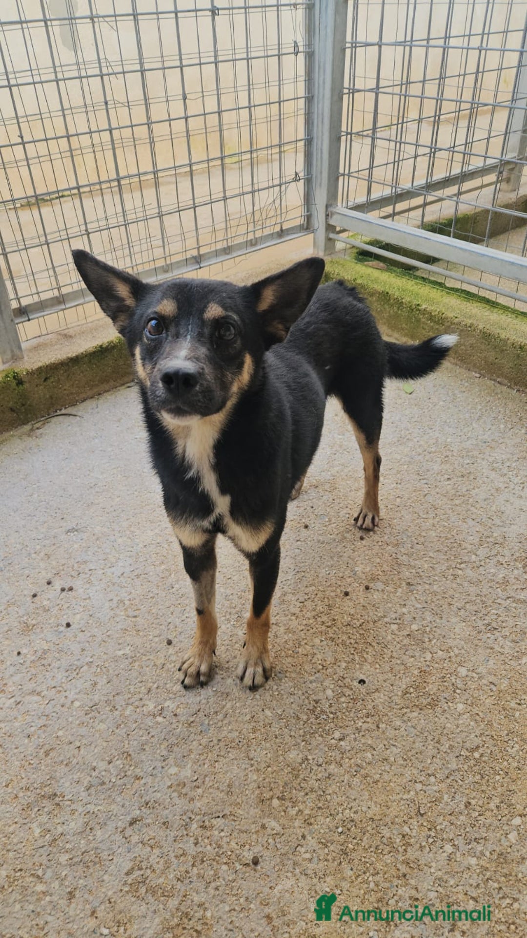 Meticcio cani in regalo: Nadir: lupetto taglia piccola socievole coccolone  - Annuncio 3