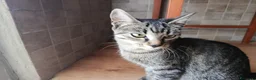 Altre razze gatti in regalo: Pepe🖤Dora🤍 e Cookie🤎 (IN REGALO,NON IN VENDITA) - Annuncio 2