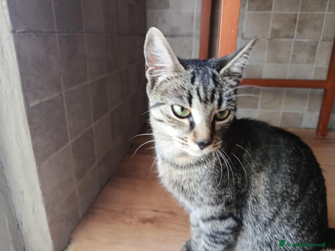 Altre razze gatti in regalo: Pepe🖤Dora🤍 e Cookie🤎 (IN REGALO,NON IN VENDITA) - Annuncio 2