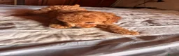 Barboncino Toy cani in vendita: Cuccioli di Barboncino toy - Annuncio 8