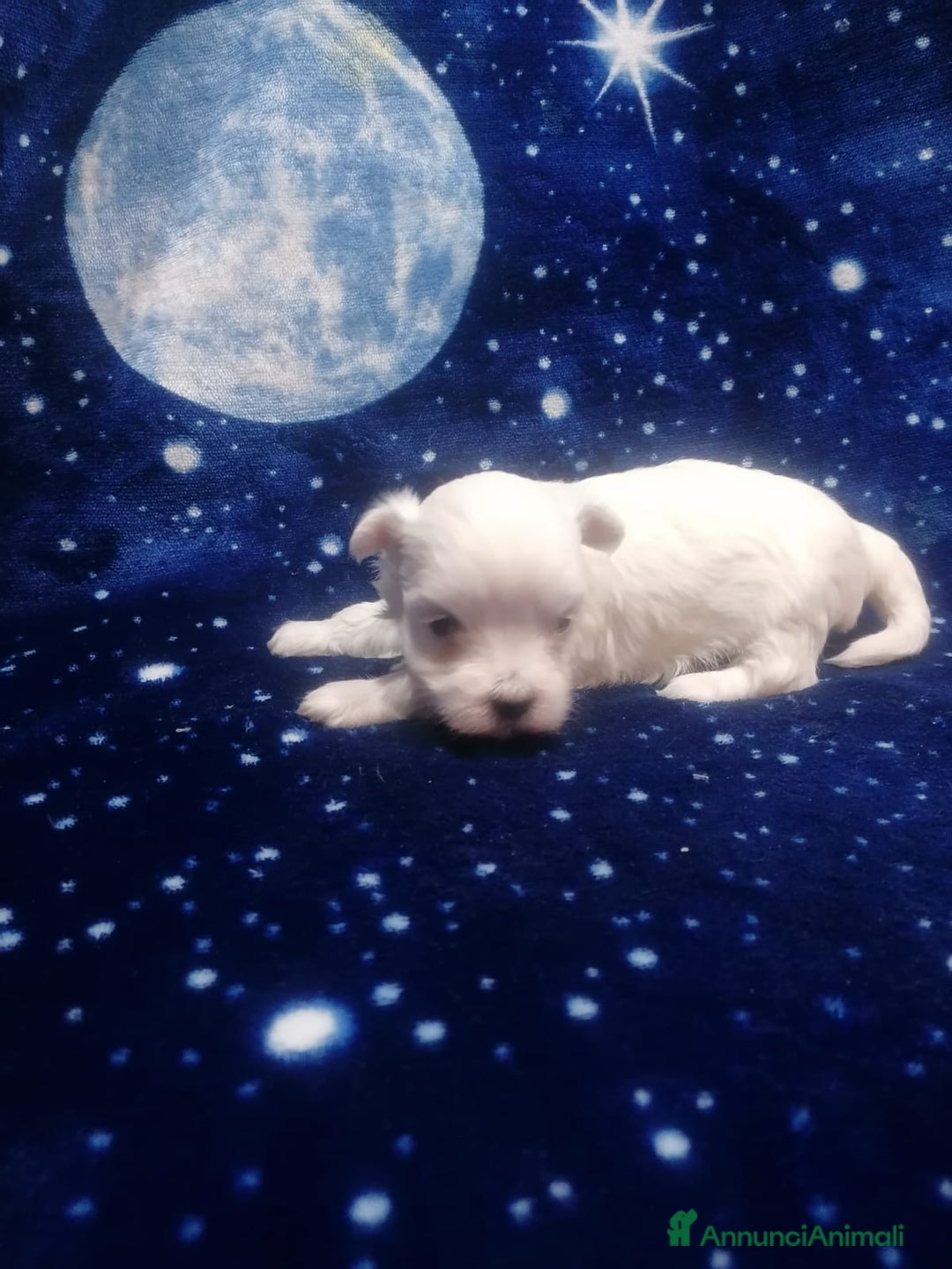 Maltese cani in vendita: Maltese cuccioli - Annuncio 11