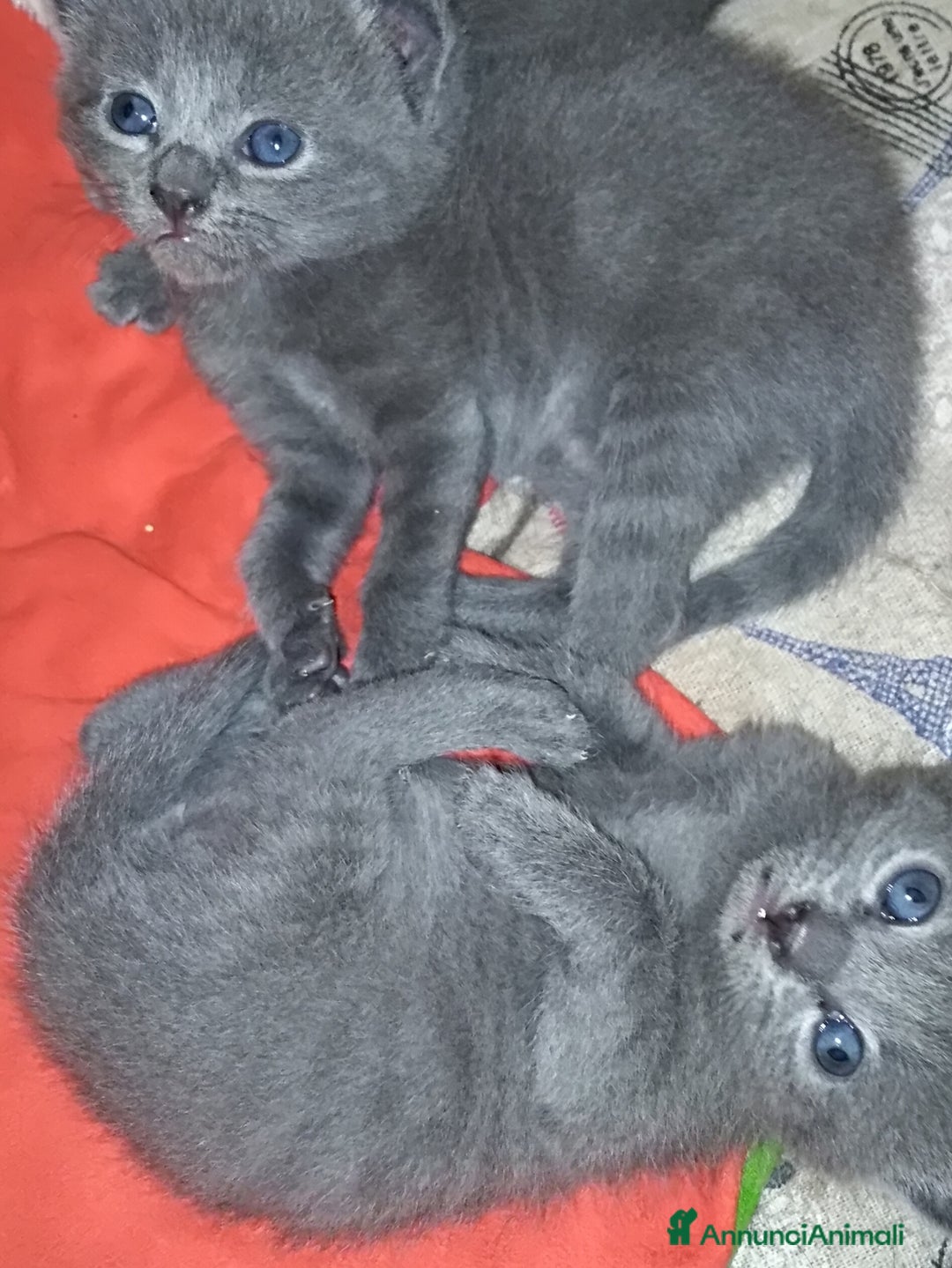 Certosino gatti in vendita: Cuccioli di CERTOSINO PURISSIMI - Annuncio 2