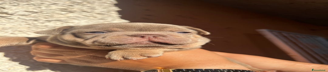 Bulldog Francese Cucciolo 4