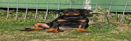 Dobermann cani in vendita: Dobermann Cuccioli maschi neri a Provincia di Benevento - Annuncio 4