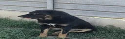 Meticcio cani in regalo: Sissy: cucciolona taglia grande socievole  - Annuncio 4