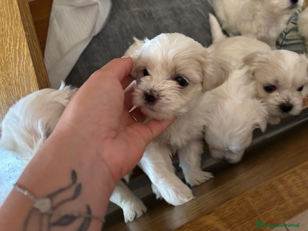 Maltese cani in vendita: Rimasti due cuccioli di maltese  a Provincia di Pesaro e Urbino - Immagine 6