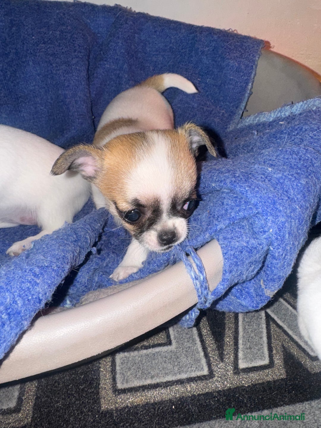 Chihuahua cani in vendita: Chihuahua - Annuncio 8