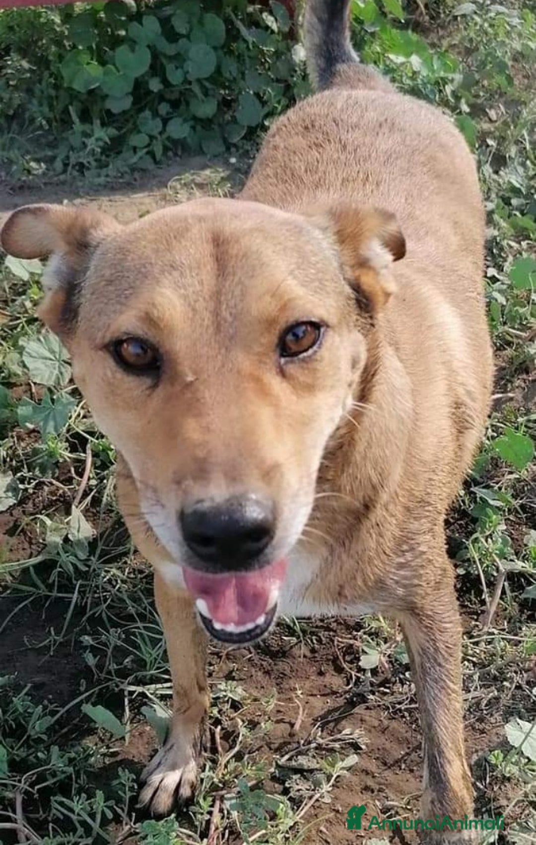 Meticcio cani in regalo: Bruno 5/6anni lo volevano morto! NAPOLI SOS CASA a Città metropolitana di Milano - Annuncio 1
