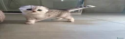 Scottish gatti in vendita: Bellissimi cuccioli di scottish straight/fold - Annuncio 30