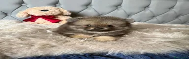 Volpino Pomerania 3
