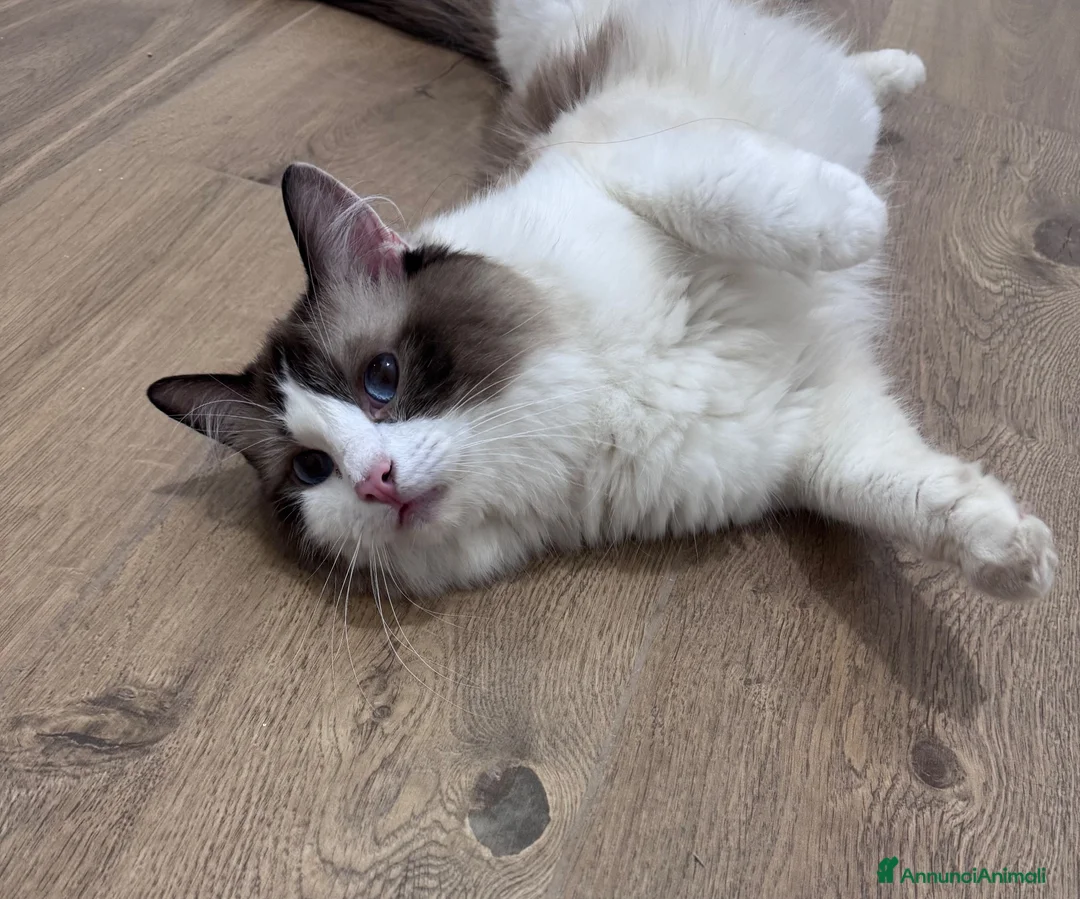 Ragdoll gatti in vendita: Ragdoll maschietti  - Annuncio 2