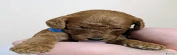 Barboncino cani in vendita: Cuccioli di Barboncino Nano - Annuncio 4