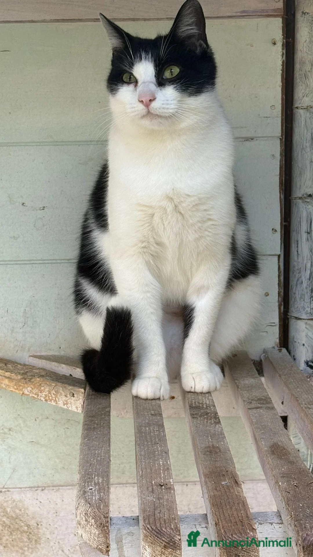 Europeo gatti in regalo: Gattina bianca e nera - Annuncio 4