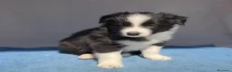 Border Collie cani in vendita: CICCIOLI DI BORDER COLLIE CON PEDIGREE a Città metropolitana di Milano - Annuncio 5