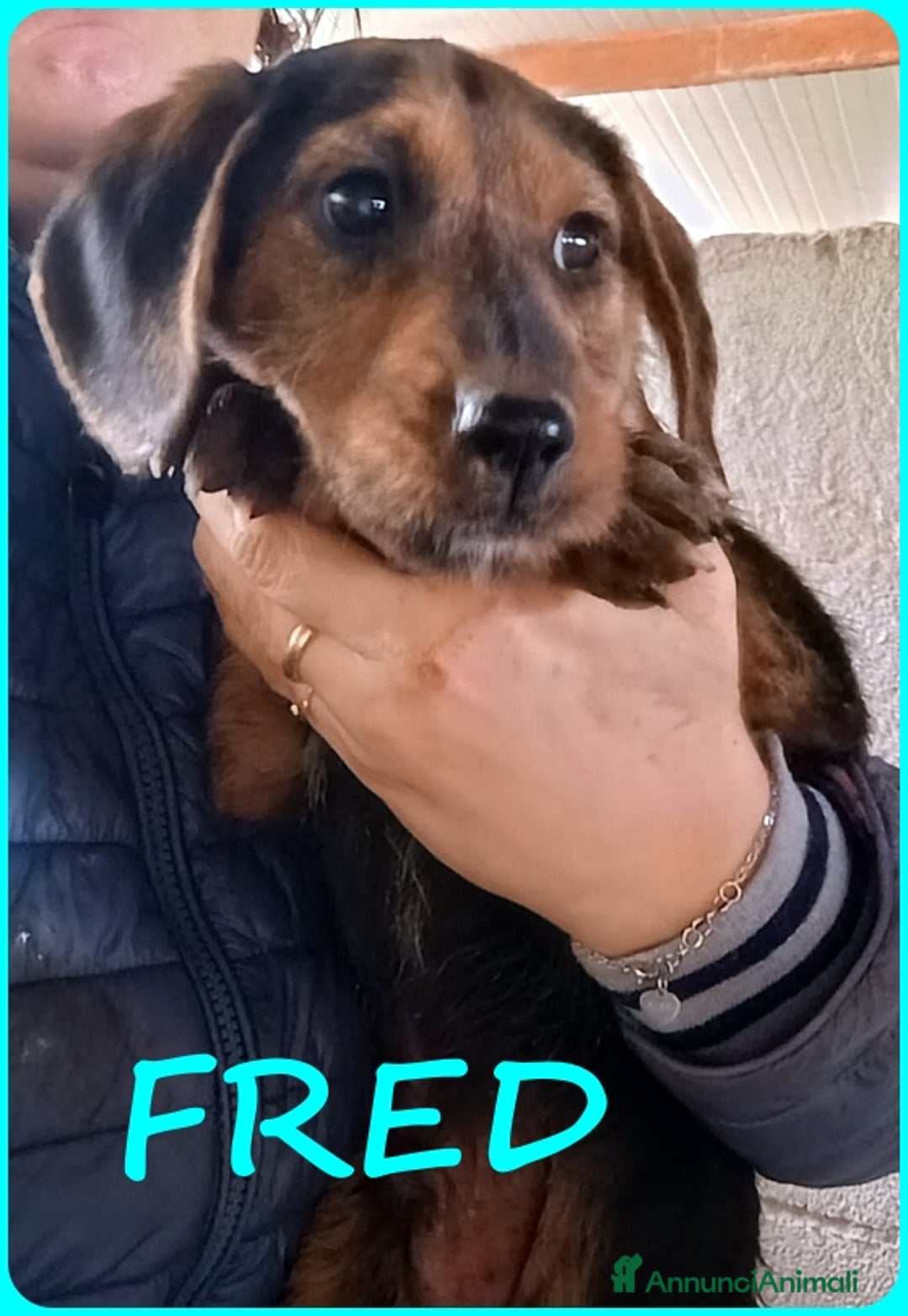 Bassotto cani in regalo: FRED E SAM CUCCIOLI 6 MESI SIMIL BASSOTTINI  - Annuncio 7