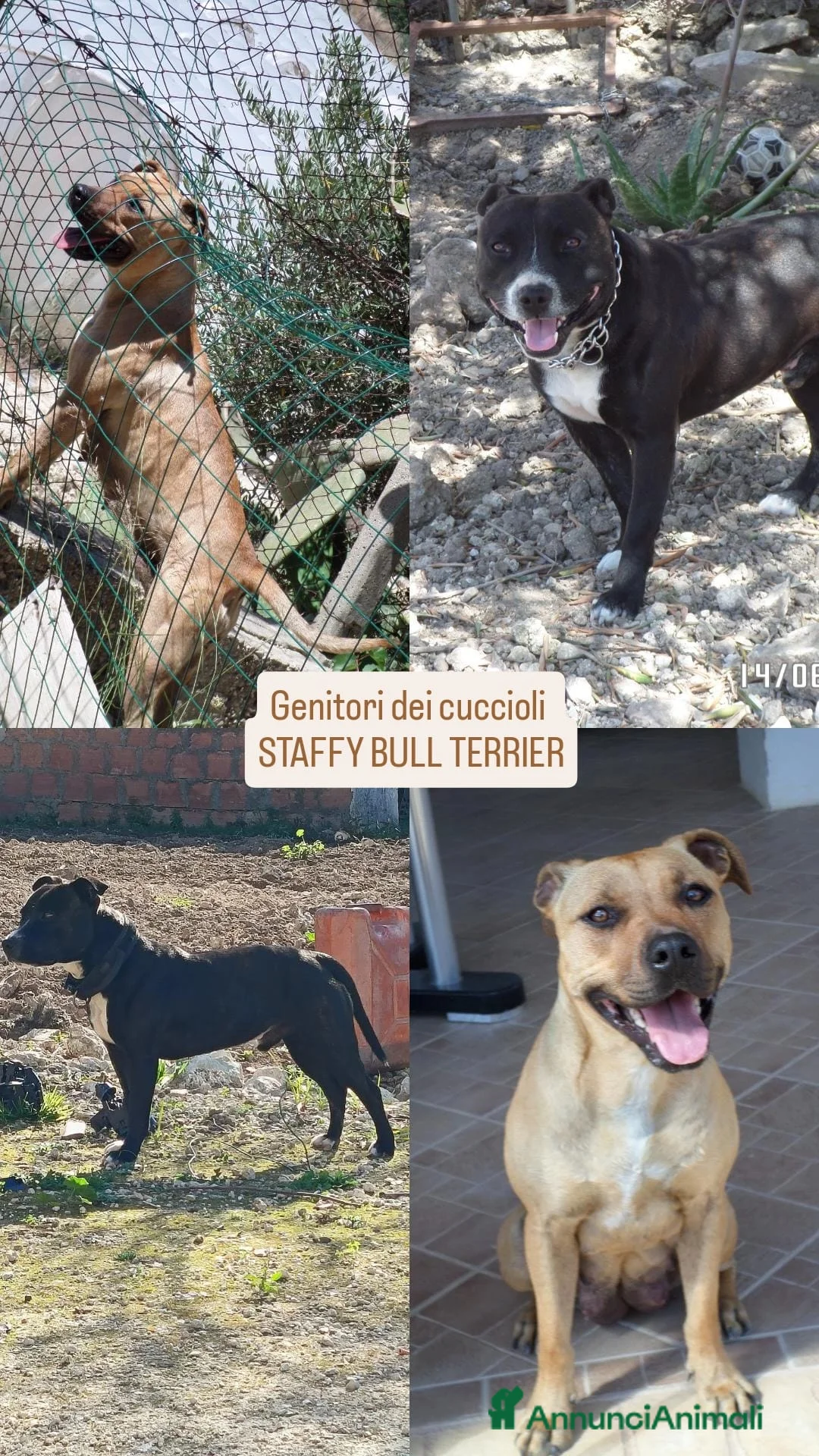 Staffordshire cani in vendita: Cuccioli di Staffordshire Bull Terrier disponibili a Libero consorzio comunale di Agrigento - Annuncio 2