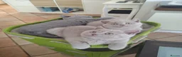 British gatti in vendita: Splendidi gattini di pura razza British Shorthair  - Annuncio 4