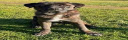 Meticcio cani in regalo: Simil Corso 5 anni - Annuncio 8