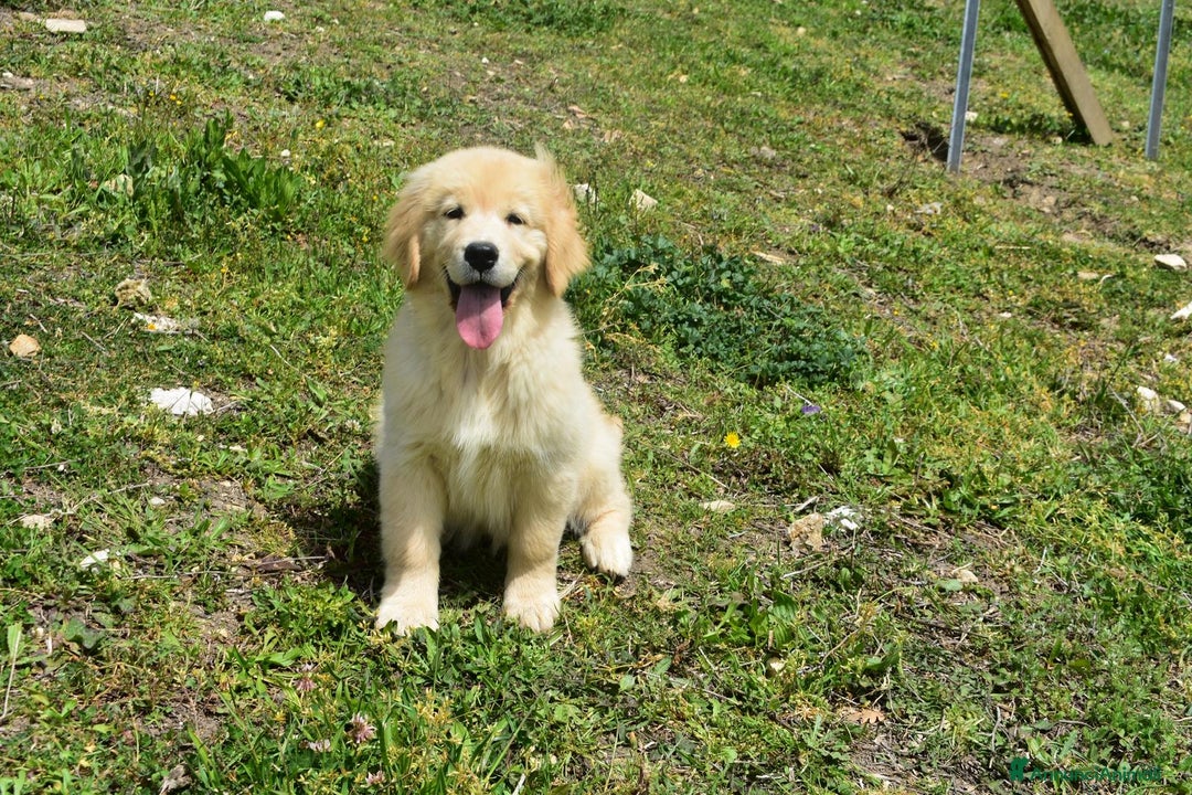 Golden Retriever cani in vendita: Golden Retriever Americani Cuccioli con pedigree  - Annuncio 1