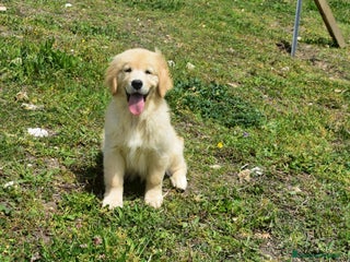 Golden Retriever cani Golden Retriever Americani Cuccioli con pedigree - Annuncio 1