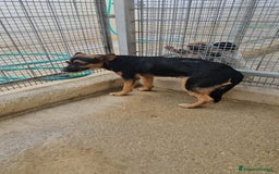 Meticcio cani in regalo: Lucio: cucciolotto taglia piccola timido dolce  - Annuncio 6