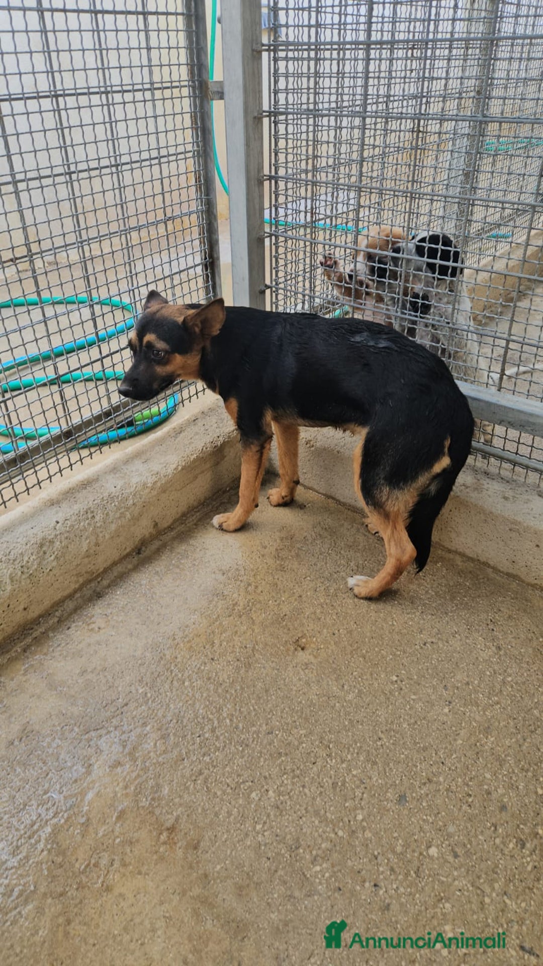 Meticcio cani in regalo: Lucio: cucciolotto taglia piccola timido dolce  - Annuncio 6