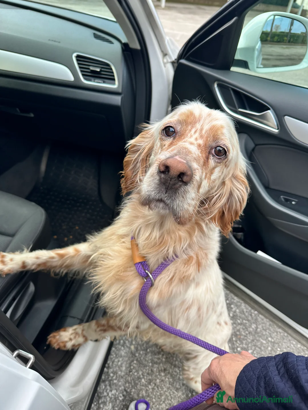 Setter Inglese cani in regalo: Cooper - Annuncio 7