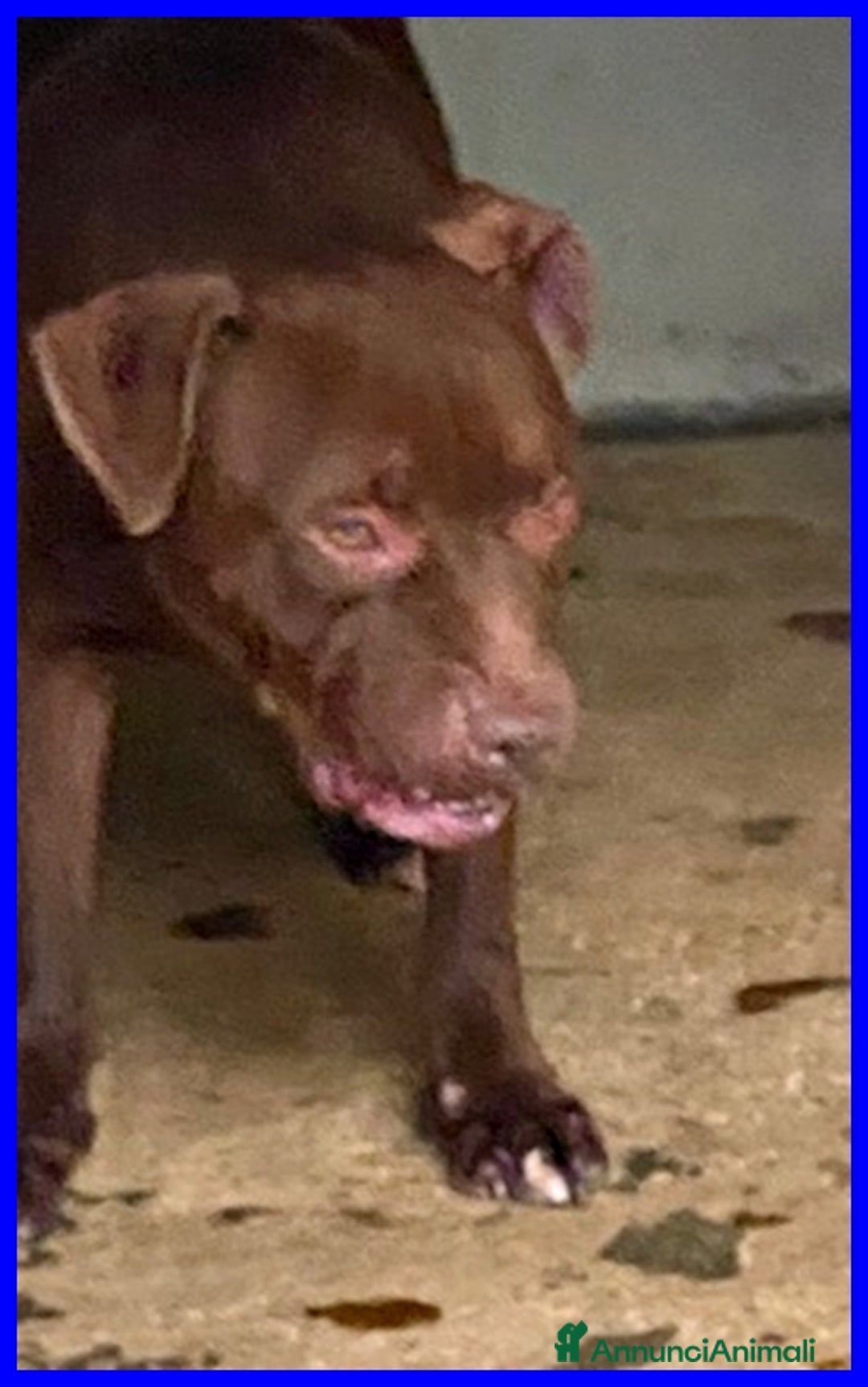 Pitbull cani in regalo: BRIAN cerca amico umano esperto razza - Annuncio 6