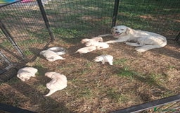 Golden Retriever cani in vendita: Cuccioli Golden retriever  a Provincia di Arezzo - Immagine 7
