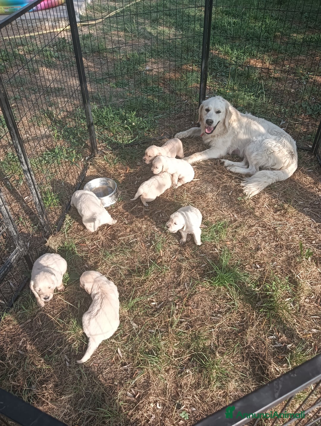 Golden Retriever cani in vendita: Cuccioli Golden retriever  a Provincia di Arezzo - Immagine 7