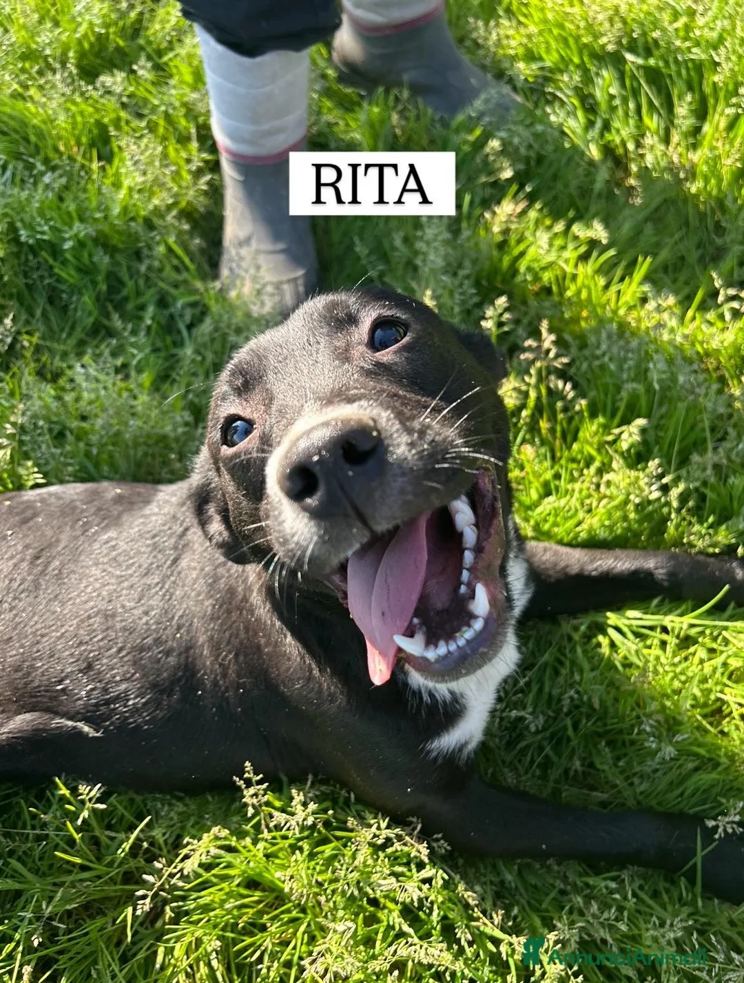 Meticcio cani in regalo: RITA, cucciolandia - Annuncio 8