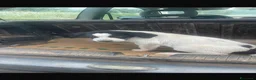 Meticcio cani in regalo: Maremmane  cucciole  a Provincia di Como - Annuncio 2