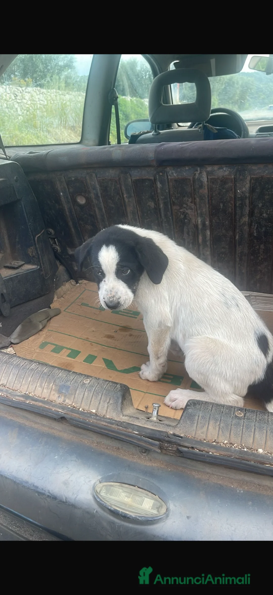 Meticcio cani in regalo: Maremmane  cucciole  a Provincia di Como - Annuncio 2