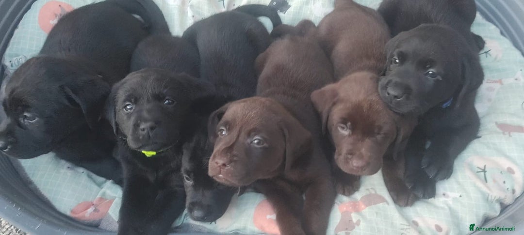 Labrador cani in vendita: Cuccioli Labrador Retriever - Annuncio 2