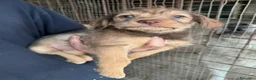 Meticcio cani in regalo: Nastja 2 mesi mix lagotto  - Annuncio 1