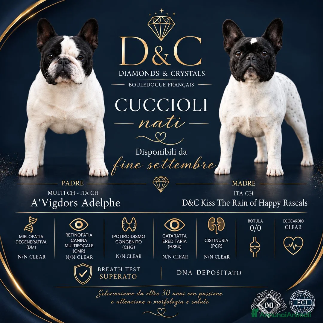 Bulldog Francese cani in vendita: BOULEDOGUE FRANCESE CON PEDIGREE ENCI/FCI a Provincia di Bergamo - Annuncio 1
