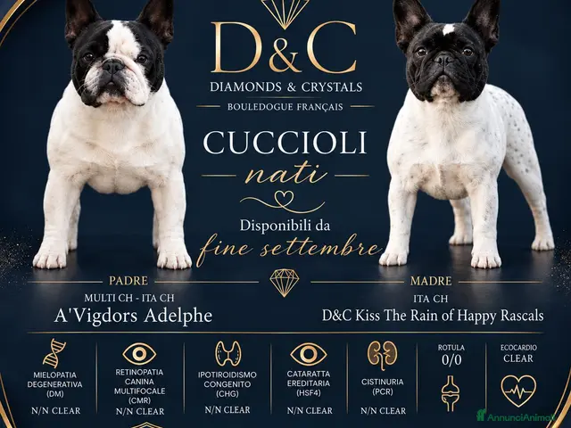 Bulldog Francese cani BOULEDOGUE FRANCESE CON PEDIGREE ENCI/FCI - Annuncio 1