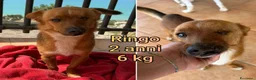 Meticcio cani in regalo: CANI TAGLIA PICCOLA E CONTENUTA  a Provincia di Pistoia - Annuncio 4